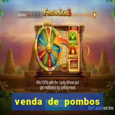 venda de pombos correios olx